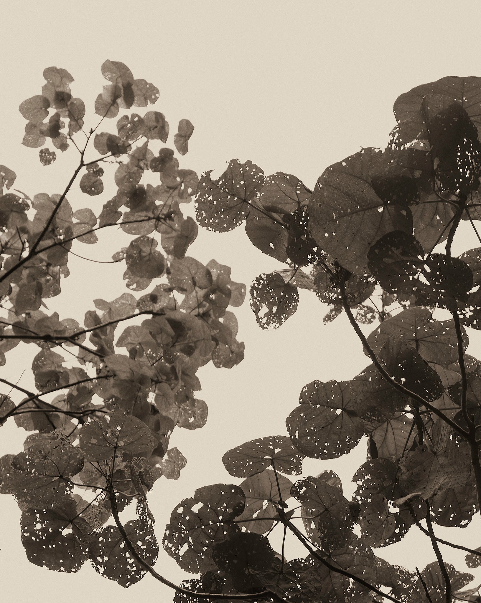 Photographic artwork print of close up of leaves in black and beige by Francoise V fine art gallery in Cape Town, South Africa