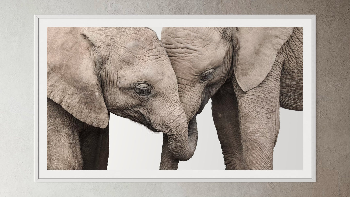 White box-framed artwork print of a portrait of two elephants by Francoise V Fine Art Gallery in Cape Town, South Africa