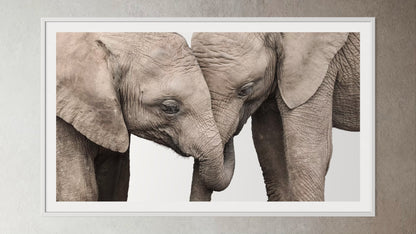 White box-framed artwork print of a portrait of two elephants by Francoise V Fine Art Gallery in Cape Town, South Africa