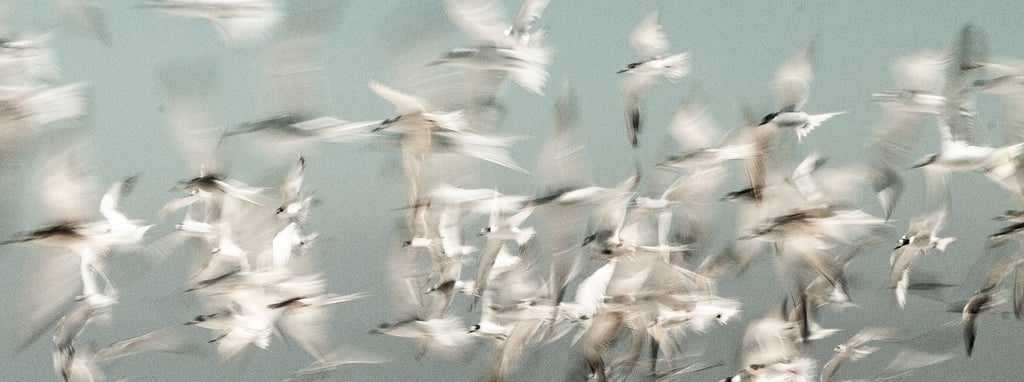 Artwork print of a portrait of palm trees with a Flock of birds flying against a light blue sky by Francoise V Fine Art Gallery in Cape Town, South Africa