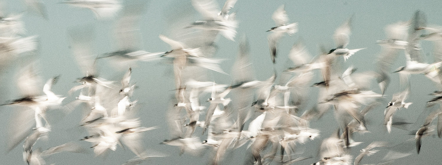 Artwork print of a portrait of palm trees with a Flock of birds flying against a light blue sky by Francoise V Fine Art Gallery in Cape Town, South Africa