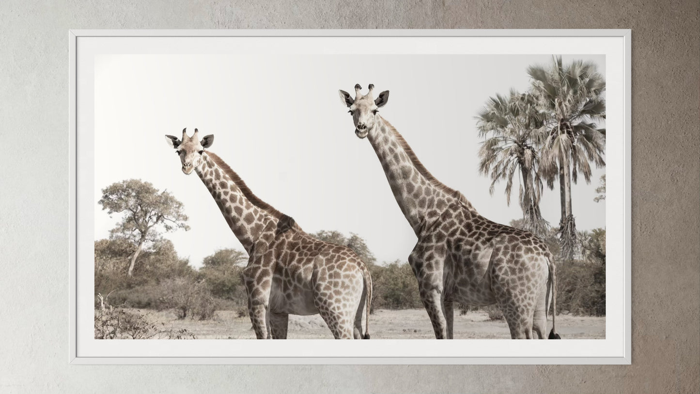 White box-framed artwork print of a portrait of two giraffes by Francoise V Fine Art Gallery in Cape Town, South Africa
