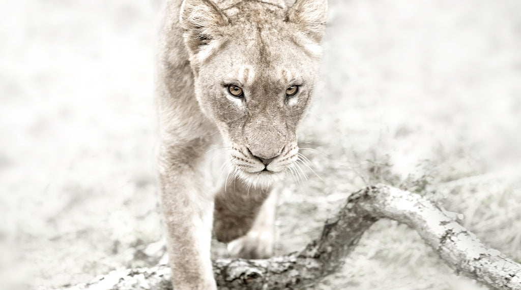 Artwork print of a portrait of a lioness by Francoise V Fine Art Gallery in Cape Town, South Africa