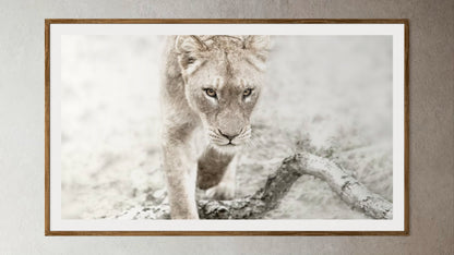Natural Wood Kiaat framed artwork of a portrait of a lioness by Francoise V Fine Art Gallery in Cape Town, South Africa