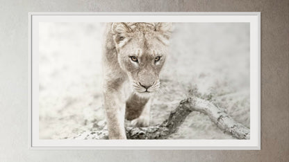 White box-framed artwork print of a portrait of a lioness by Francoise V Fine Art Gallery in Cape Town, South Africa