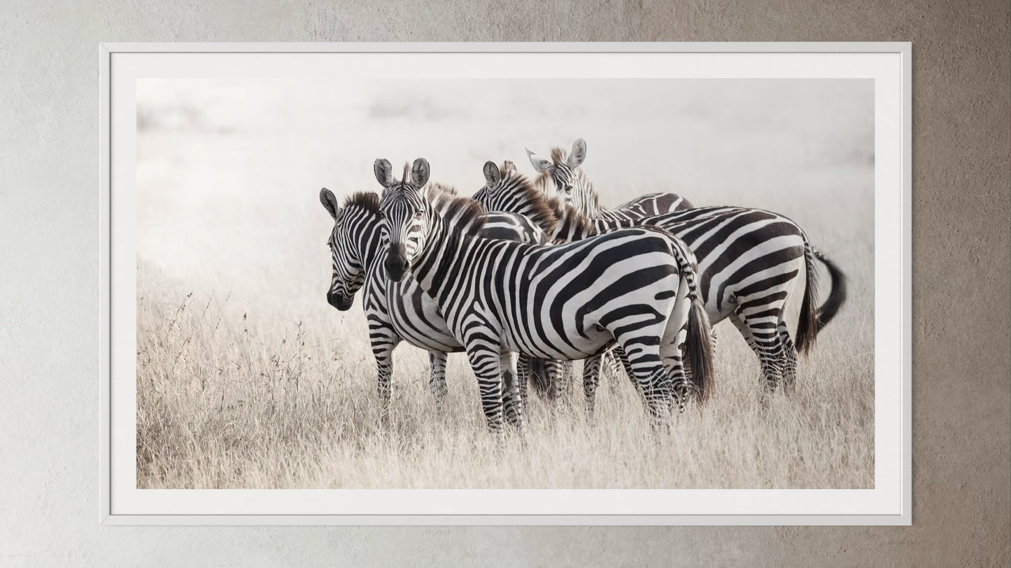 White box-framed artwork print of a portrait of a herd of Zebras by Francoise V Fine Art Gallery in Cape Town, South Africa