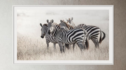 White box-framed artwork print of a portrait of a herd of Zebras by Francoise V Fine Art Gallery in Cape Town, South Africa