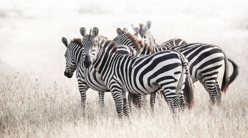 Artwork print of a portrait of a herd of Zebras by Francoise V Fine Art Gallery in Cape Town, South Africa