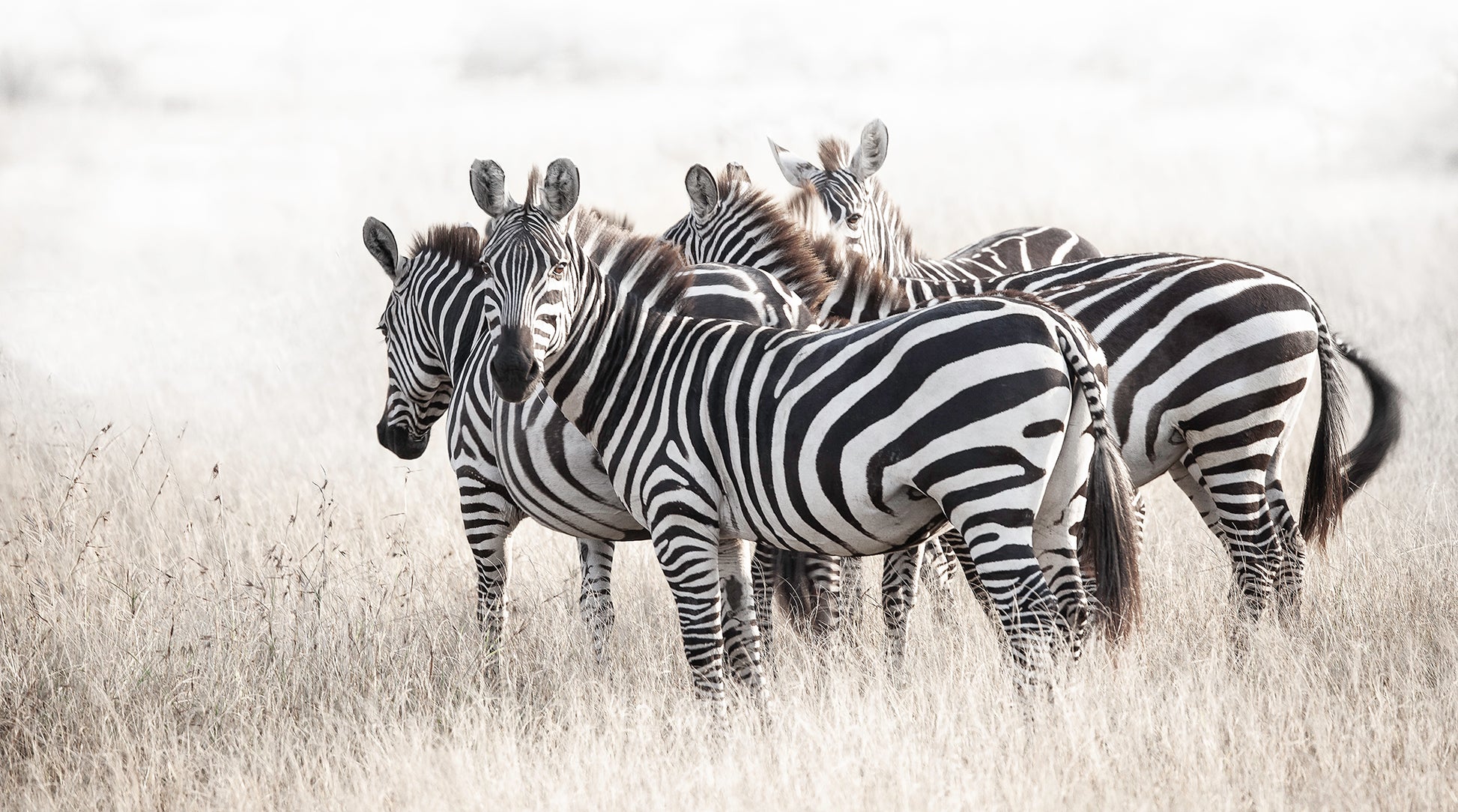 Artwork print of a portrait of a herd of Zebras by Francoise V Fine Art Gallery in Cape Town, South Africa