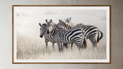 Natural Wood Kiaat framed artwork of a portrait of a herd of Zebra's by Francoise V Fine Art Gallery in Cape Town, South Africa