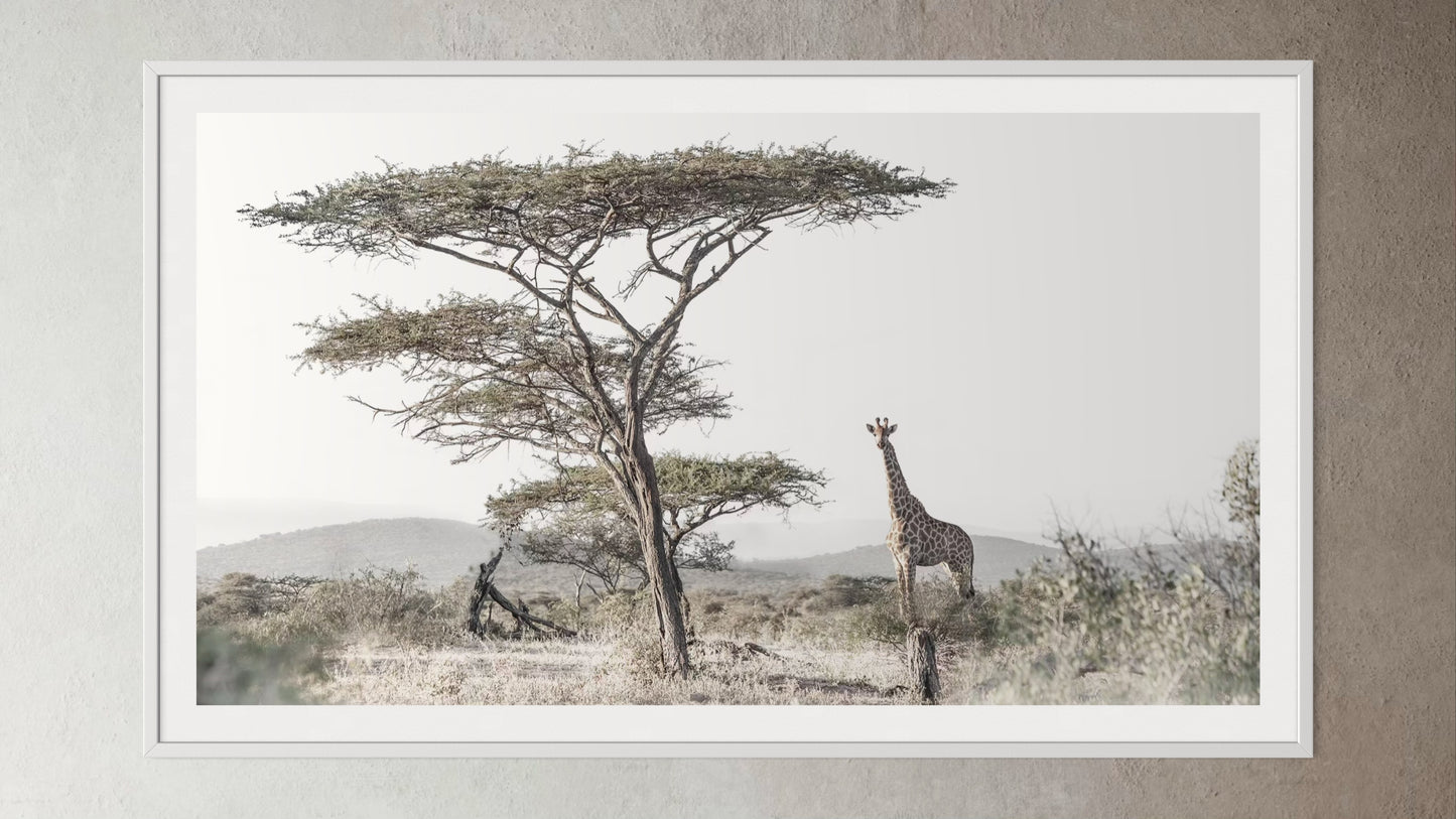 White box-framed artwork print of a portrait of a giraffe under a tall acacia tree by Francoise V Fine Art Gallery in Cape Town, South Africa