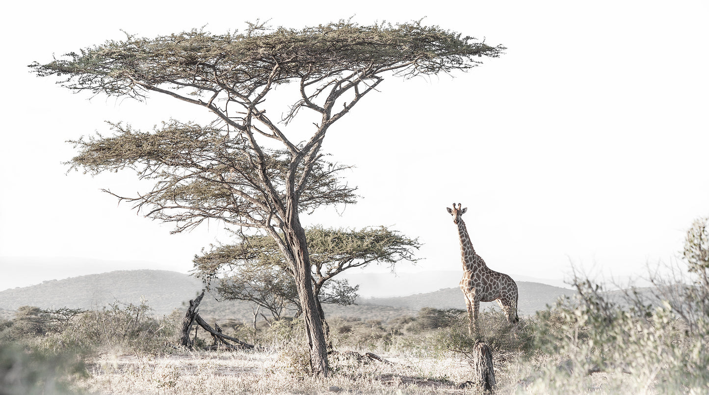 Artwork print of a portrait of a giraffe under a tall Acacia tree by Francoise V Fine Art Gallery in Cape Town, South Africa