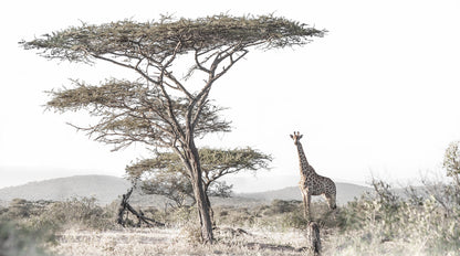 Artwork print of a portrait of a giraffe under a tall Acacia tree by Francoise V Fine Art Gallery in Cape Town, South Africa
