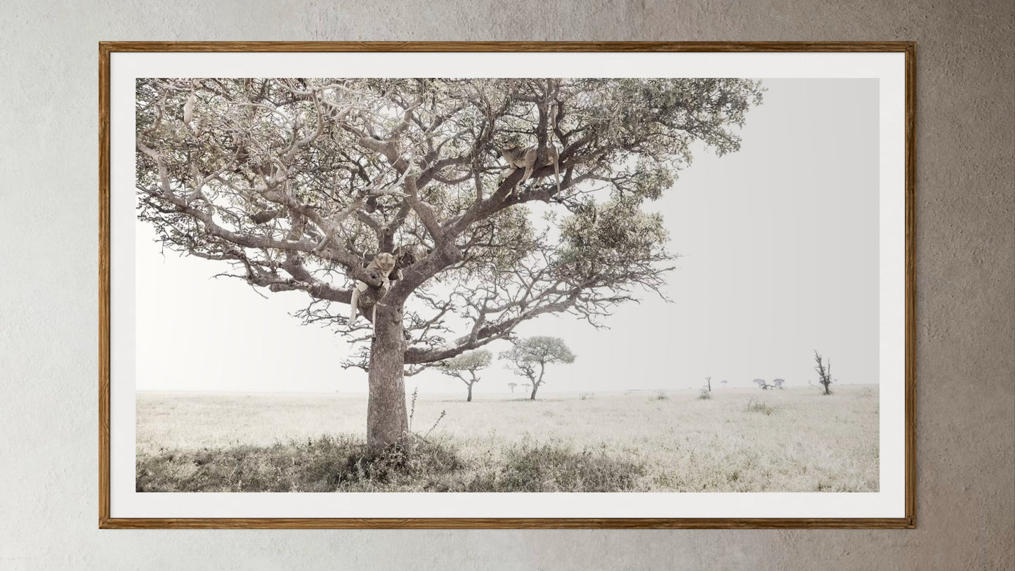 Natural Wood Kiaat framed artwork of a portrait of a pride of Lions in a tree by Francoise V Fine Art Gallery in Cape Town, South Africa