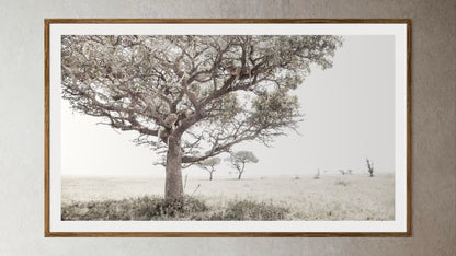 Natural Wood Kiaat framed artwork of a portrait of a pride of Lions in a tree by Francoise V Fine Art Gallery in Cape Town, South Africa