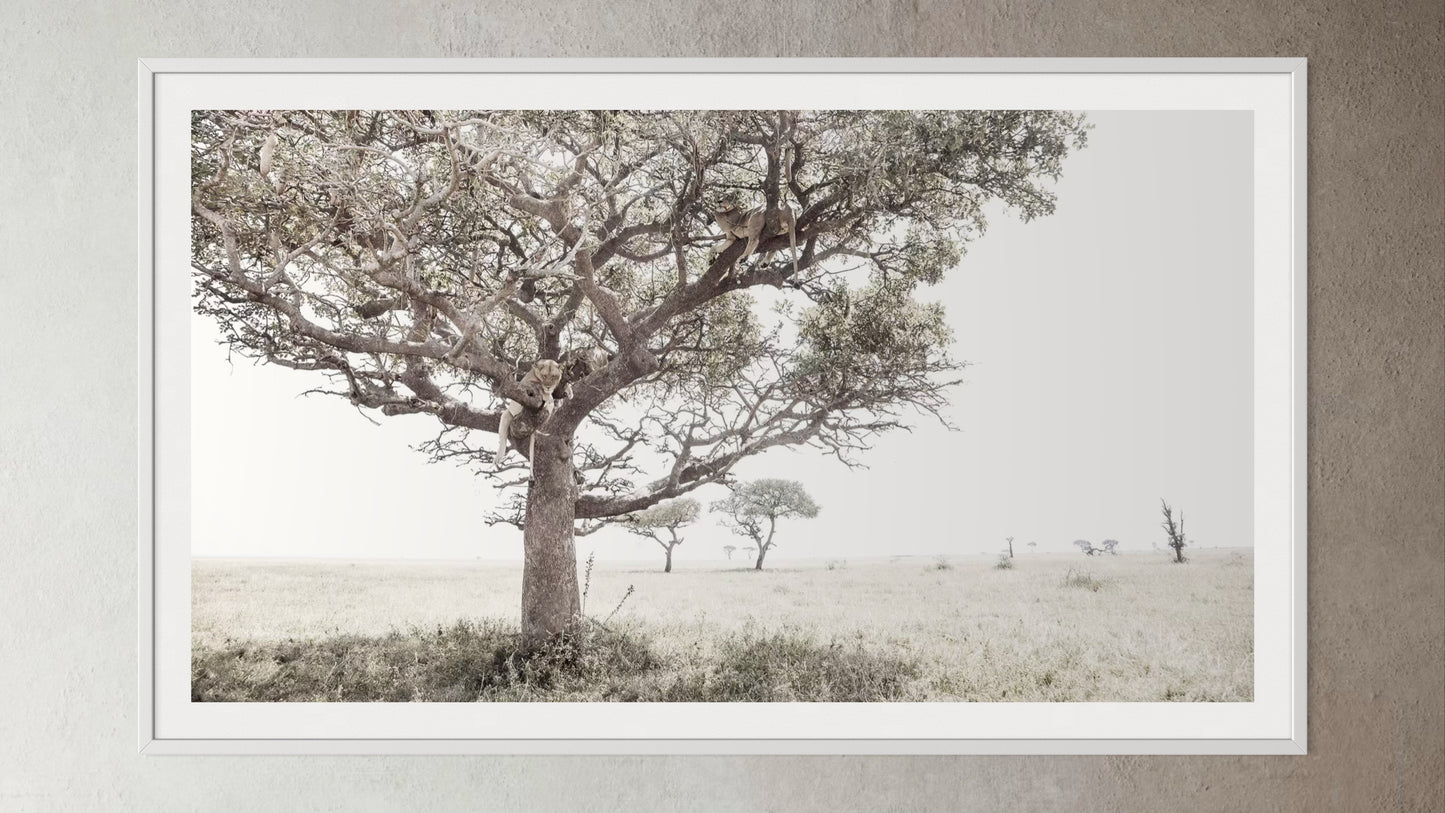 White box-framed artwork print of a portrait of a pride of Lions in a tree by Francoise V Fine Art Gallery in Cape Town, South Africa