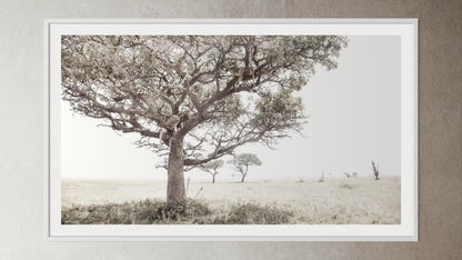 White box-framed artwork print of a portrait of a pride of Lions in a tree by Francoise V Fine Art Gallery in Cape Town, South Africa