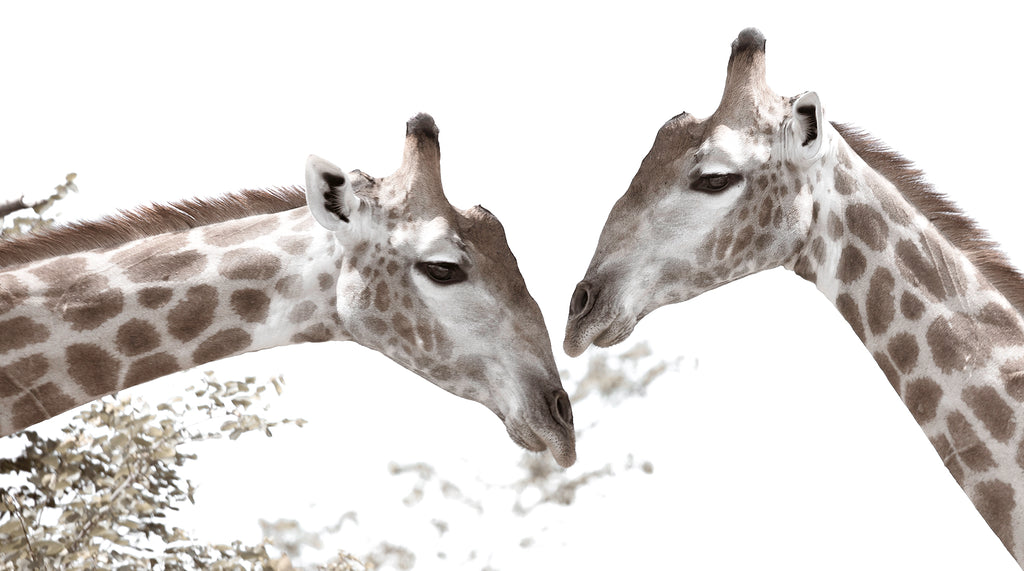 Artwork print of a portrait of two giraffes by Francoise V Fine Art Gallery in Cape Town, South Africa
