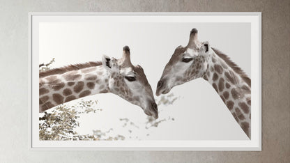 White box-framed artwork print of a portrait of two giraffes by Francoise V Fine Art Gallery in Cape Town, South Africa