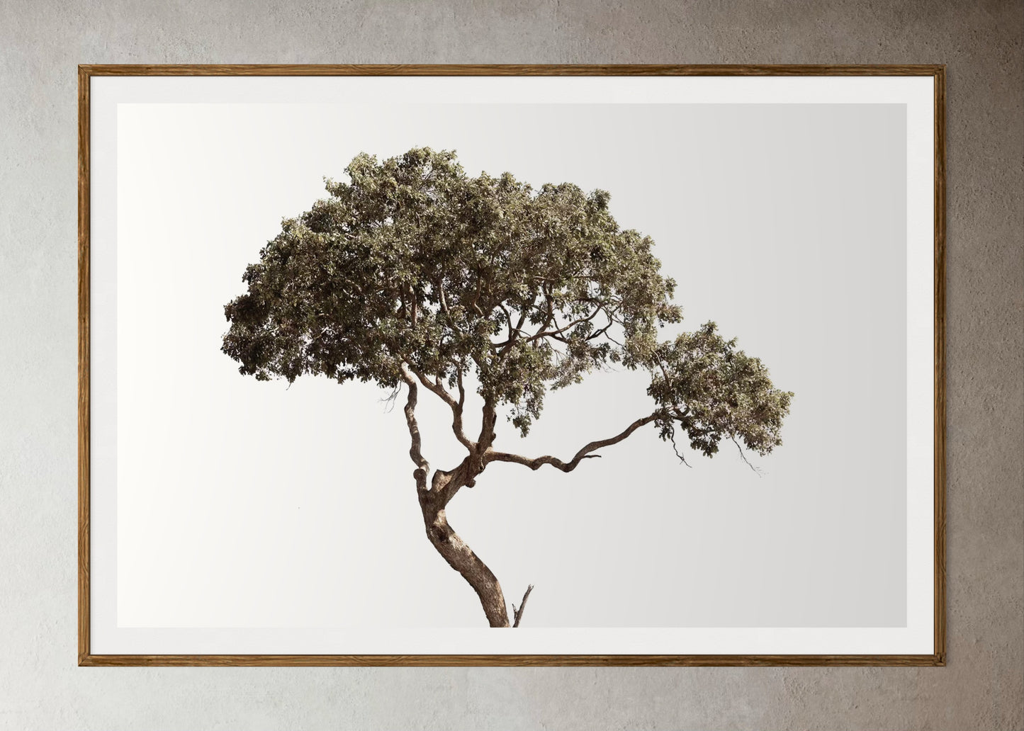 Natural Wood Kiaat framed artwork of a Large tree with a clear sky by Francoise V Fine Art Gallery in Cape Town, South Africa