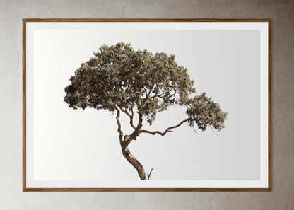 Natural Wood Kiaat framed artwork of a Large tree with a clear sky by Francoise V Fine Art Gallery in Cape Town, South Africa