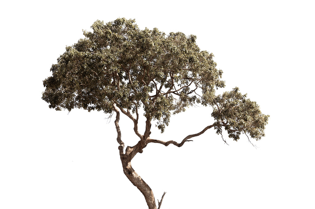 Artwork print of a portrait of a Large tree with a clear sky by Francoise V Fine Art Gallery in Cape Town, South Africa