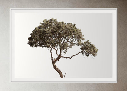 White box-framed artwork print of a Large tree with a clear sky by Francoise V Fine Art Gallery in Cape Town, South Africa