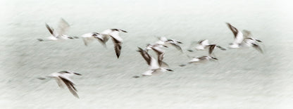 Artwork print of a portrait of a Flock of birds flying against a light blue sky by Francoise V Fine Art Gallery in Cape Town, South Africa