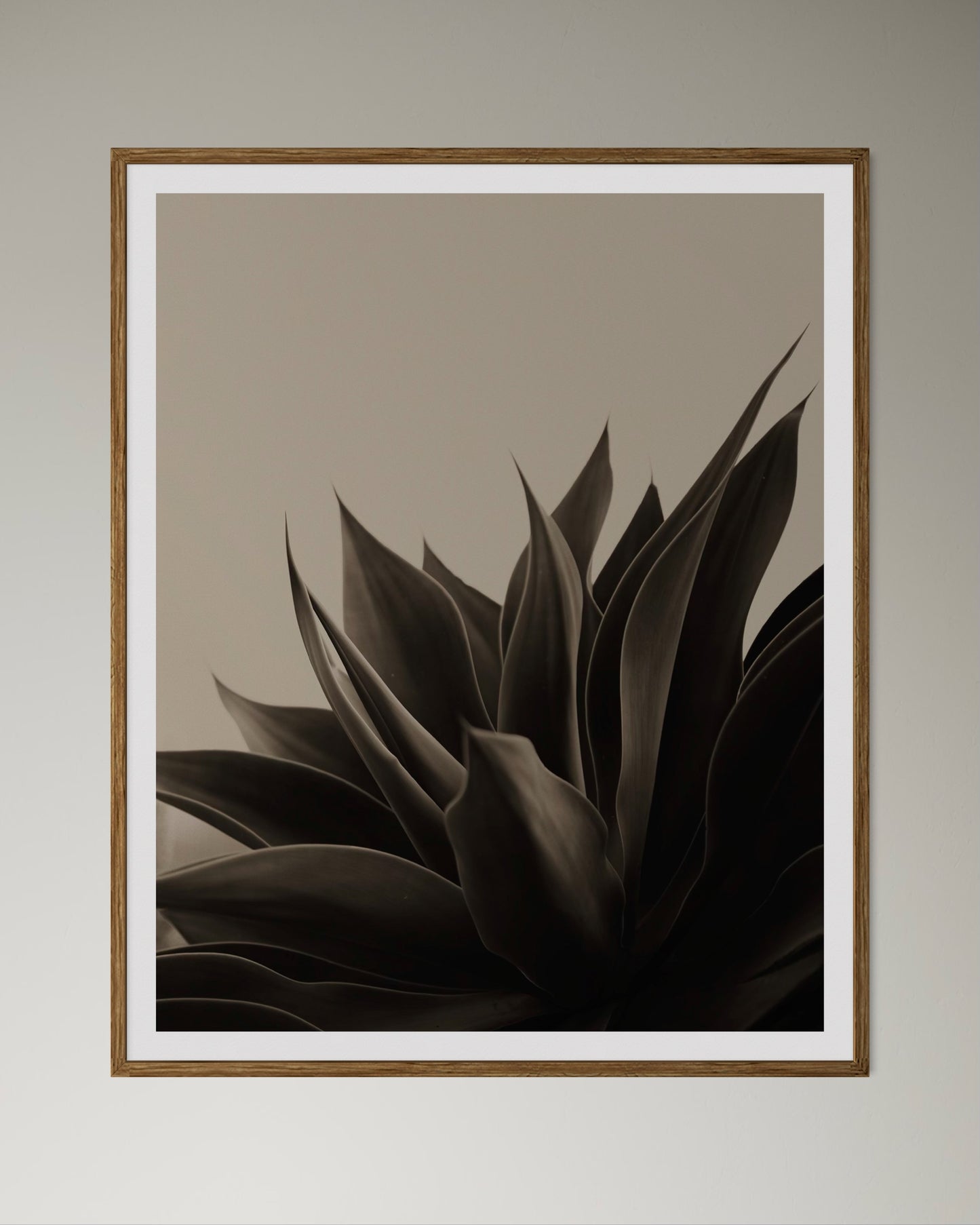 Natural wood framed artwork of aloe plant in black and beige by Francoise V Fine Art Gallery in Cape Town, South Africa.