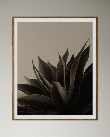 Natural wood framed artwork of aloe plant in black and beige by Francoise V Fine Art Gallery in Cape Town, South Africa.