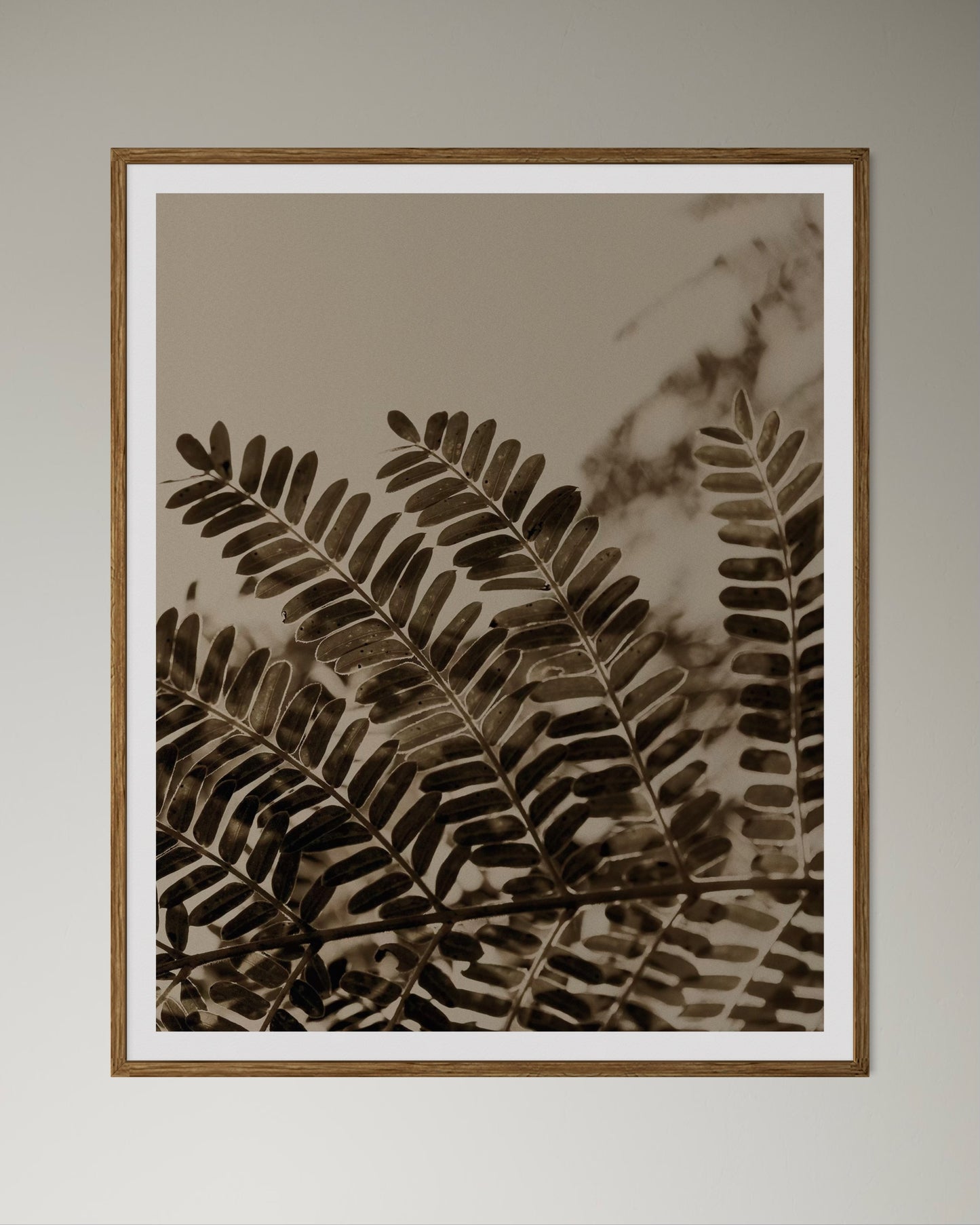 Natural wood framed acacia leaves artworks on the wall by Francoise V Fine Art Gallery in Cape Town, South Africa