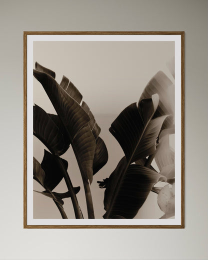 Natural wood-framed artwork of a close-up of tropical leaves with a blurred background by Francoise V Fine Art Gallery in Cape Town, South Africa.
