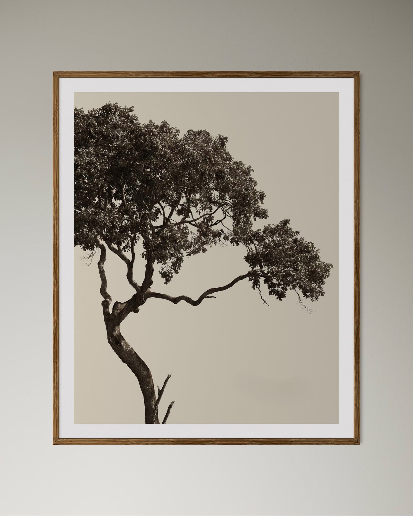 Natural wood-framed tranquil black and beige photographic artwork of a tree by Francoise V Fine Art Gallery in Cape Town, South Africa. 