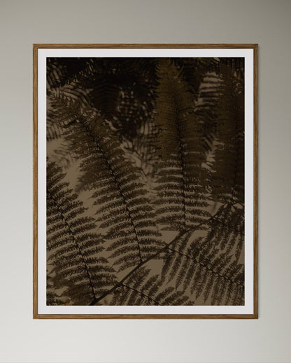 Natural wood framed artwork of earthy of close-up of ferns by Francoise V Fine Art Gallery in Cape Town, South Africa. 