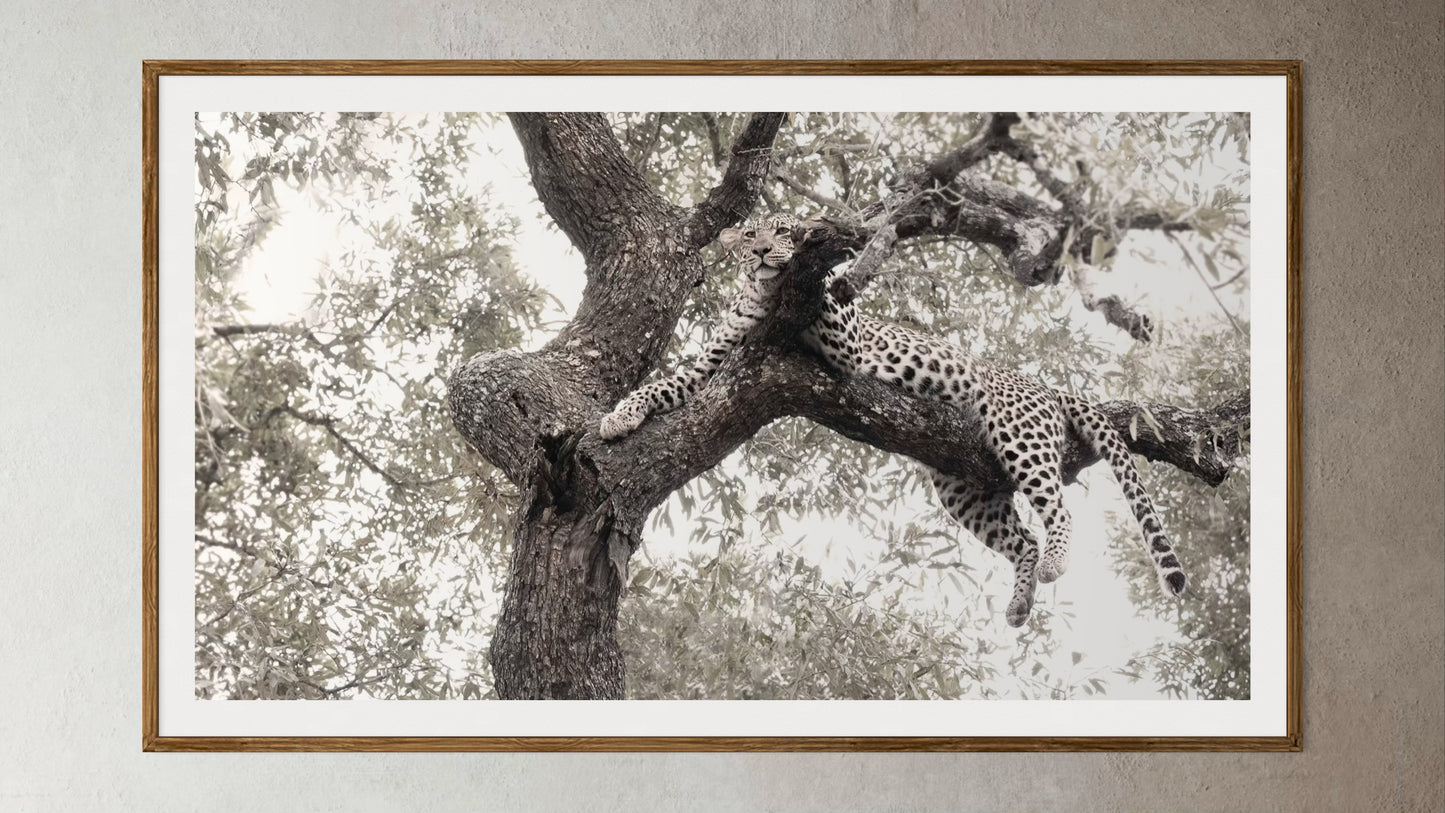 Natural Wood Kiaat framed artwork of a portrait of a leopard in a tree by Francoise V Fine Art Gallery in Cape Town, South Africa