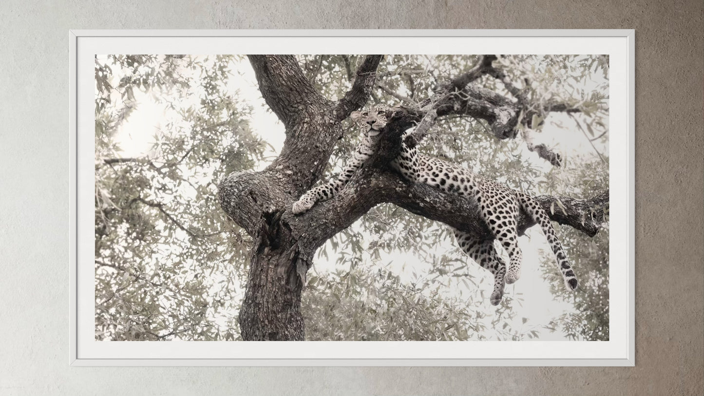 White box-framed artwork print of a portrait of a leopard in a tree by Francoise V Fine Art Gallery in Cape Town, South Africa