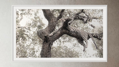 White box-framed artwork print of a portrait of a leopard in a tree by Francoise V Fine Art Gallery in Cape Town, South Africa