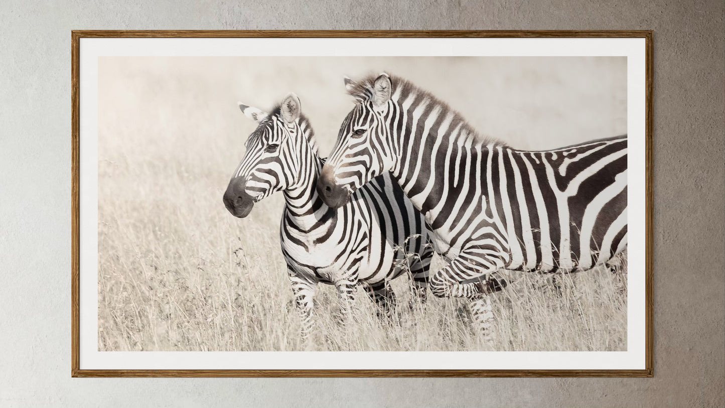 Natural Wood Kiaat framed artwork of a portrait of two Zebras by Francoise V Fine Art Gallery in Cape Town, South Africa