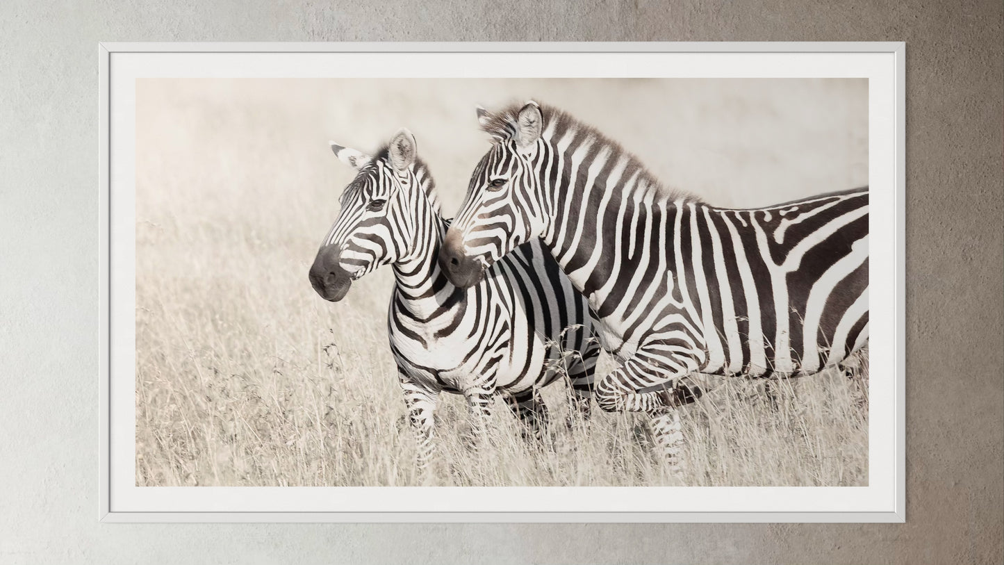White box-framed artwork print of a portrait of two zebras by Francoise V Fine Art Gallery in Cape Town, South Africa