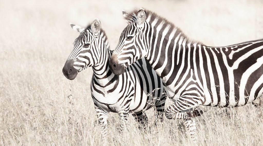 Artwork print of a portrait of two zebras by Francoise V Fine Art Gallery in Cape Town, South Africa
