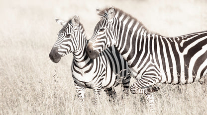 Artwork print of a portrait of two zebras by Francoise V Fine Art Gallery in Cape Town, South Africa