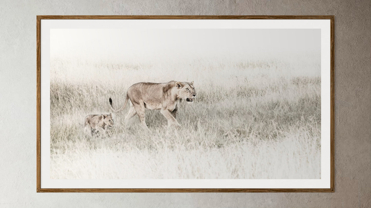 White box-framed artwork print of a portrait of a lioness and her cub by Francoise V Fine Art Gallery in Cape Town, South Africa