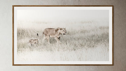 White box-framed artwork print of a portrait of a lioness and her cub by Francoise V Fine Art Gallery in Cape Town, South Africa