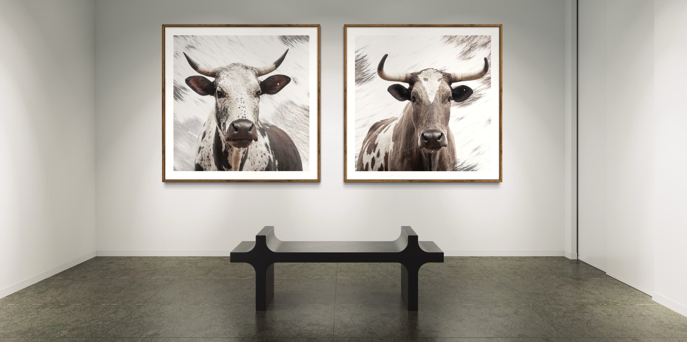 Two framed artwork pictures of nguni cows on a gallery wall with a bench in front