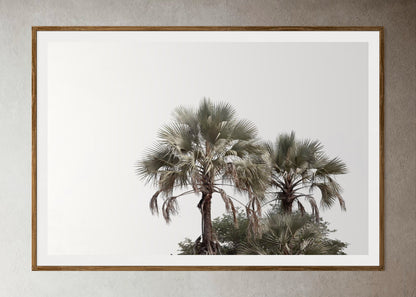 Natural Wood Kiaat framed artwork of palm trees with a clear sky by Francoise V Fine Art Gallery in Cape Town, South Africa