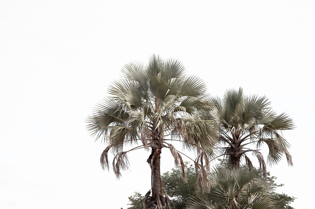 Artwork print of a portrait of palm trees with a clear sky by Francoise V Fine Art Gallery in Cape Town, South Africa