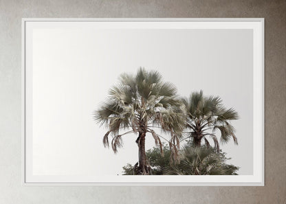 White box-framed artwork print of palm trees with a clear sky by Francoise V Fine Art Gallery in Cape Town, South Africa