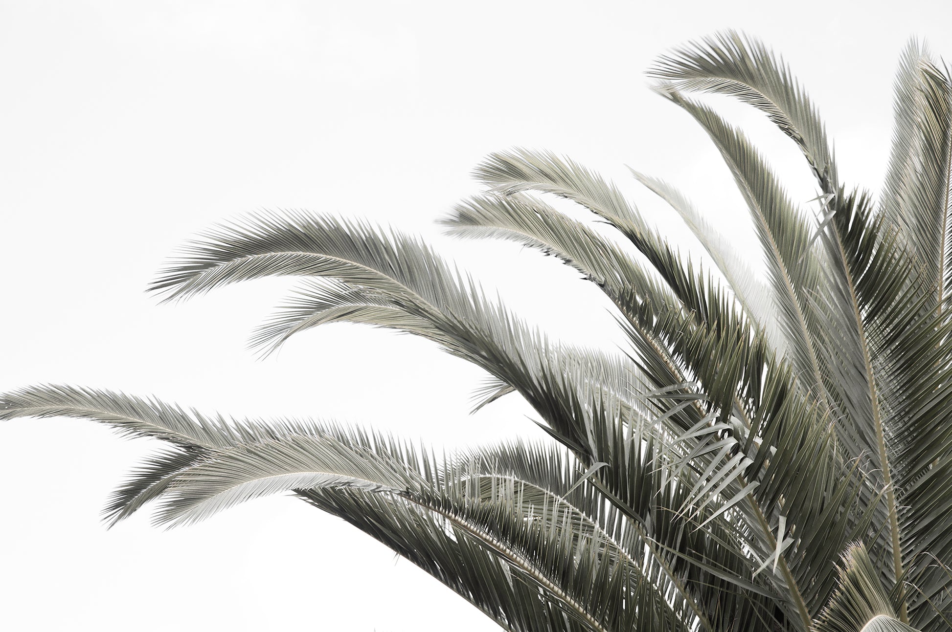 Artwork print of a portrait of a palm tree with a clear sky by Francoise V Fine Art Gallery in Cape Town, South Africa