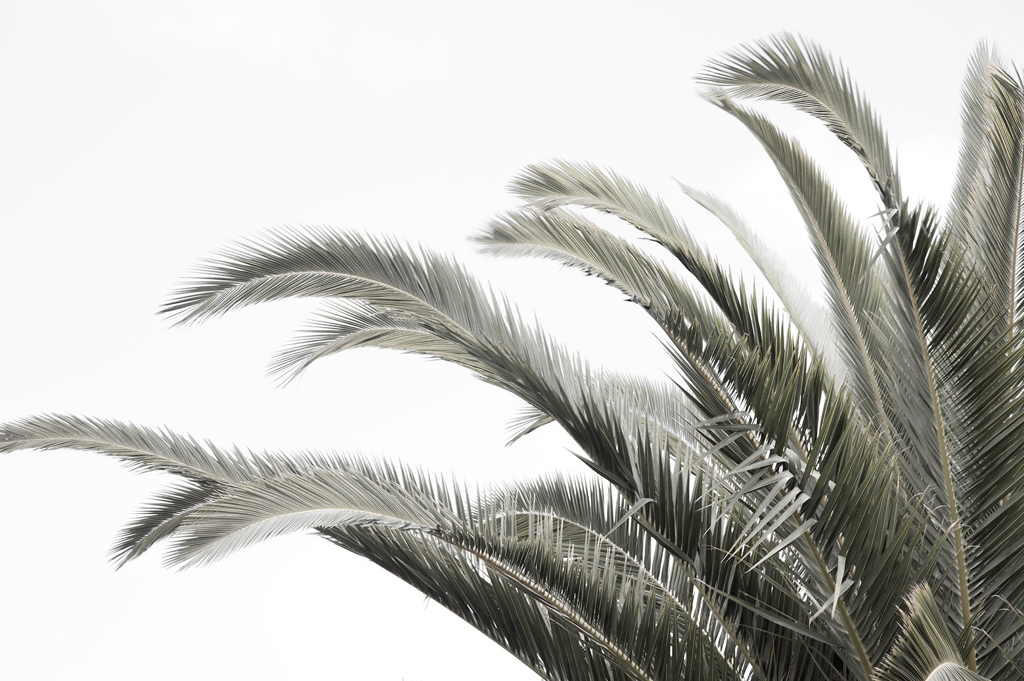 Artwork print of a portrait of a palm tree with a clear sky by Francoise V Fine Art Gallery in Cape Town, South Africa