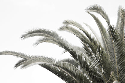 Artwork print of a portrait of a palm tree with a clear sky by Francoise V Fine Art Gallery in Cape Town, South Africa